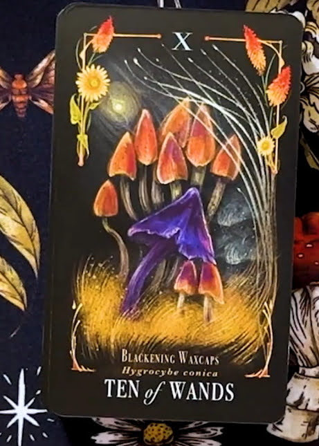 Midnight Magic: A Tarot Deck of Mushrooms